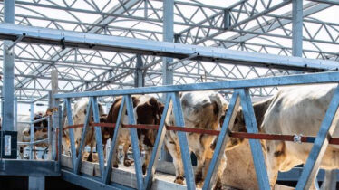 Floating farm-3
